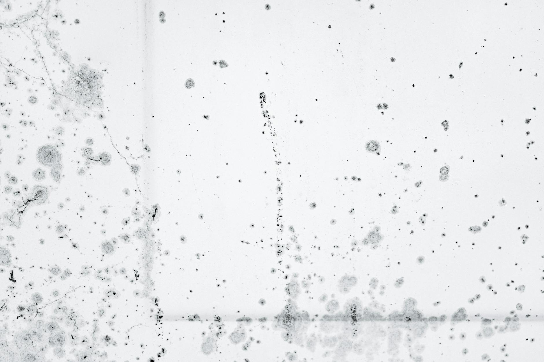 mold remediation mesa az