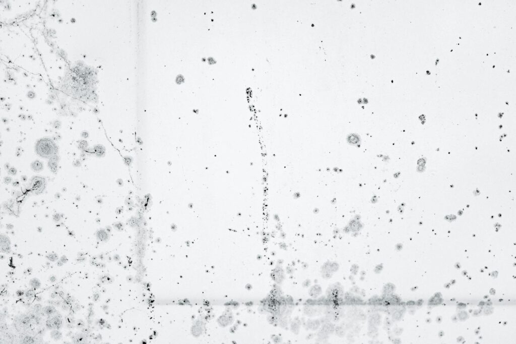 mold remediation gilbert az